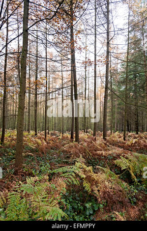 Arbres de la forêt de Wyre Angleterre Worcestershire Banque D'Images