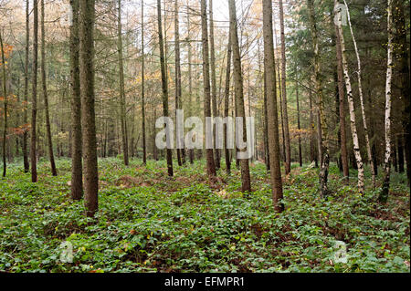 Arbres de la forêt de Wyre Angleterre Worcestershire Banque D'Images