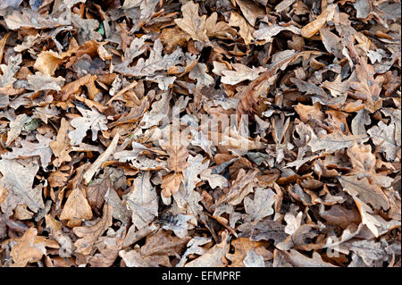 Les feuilles tombées sur le sol sec dans une pile Banque D'Images