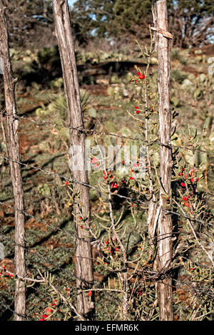 Fruits rouges sur des vignes et de grillage. Banque D'Images