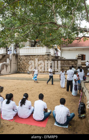 Culte dévot au sacré bo,arbre,bodhi bouddhiste temple,Anuradhapura, Sri Lanka,Asie,. Banque D'Images