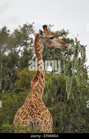 Girafe (Giraffa camelopardalis) dans l'Amakhala Game Reserve, Eastern Cape, Afrique du Sud. Banque D'Images