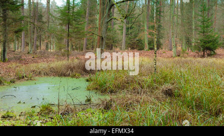 Paysage de Marais, forêt de tourbière avec de l'eau stagnante. Paysage d'automne Banque D'Images