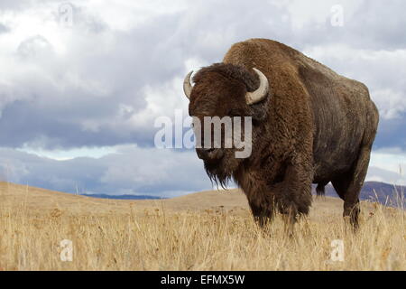 Bison d'Amérique, 'buffalo' Portrait de l'environnement dans la prairie d'une réserve indienne de l'ouest du Montana, USA Banque D'Images