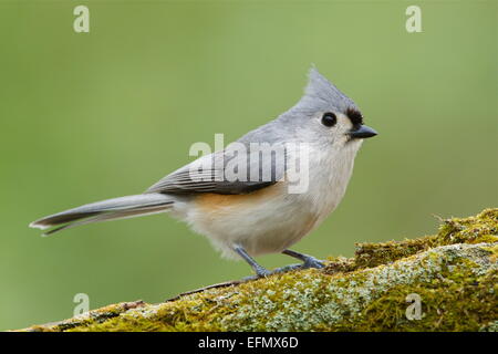 Mésange bicolore, Baeolophus bicolor, perché sur un journal moussue avec un fond boisé vert naturel. Banque D'Images