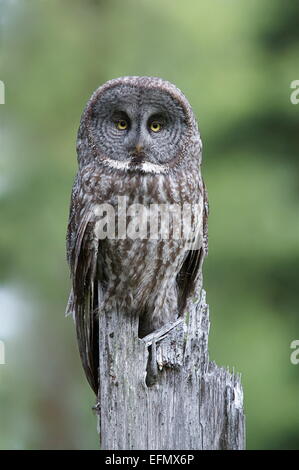 La Chouette lapone Strix nebulosa,, le plus grand hibou en Amérique du Nord, dans l'habitat forestier, Okanogan Highlands, Washington state Banque D'Images