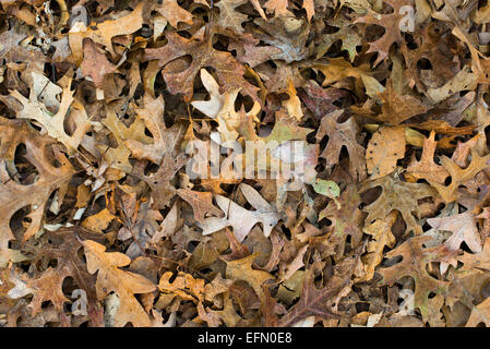 Feuilles de chêne tombées Sol d'automne | ARLINGTON, Va. — Les feuilles de chêne tombées recouvrent le sol de tons orange, brun clair et brun patiné, leurs bords recroquevillés et leurs trous éparpillés montrent les effets de la décomposition et de l'activité des insectes en fin d'automne. Un tel tapis de feuilles constitue une couche essentielle de matière organique qui enrichit lentement les sols forestiers et des jardins au cours de l'hiver. Banque D'Images