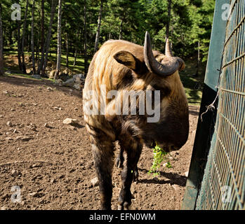 Bhoutan - UN Dong Gyem takin (TSE), l'animal national du Bhoutan manger les feuilles et l'herbe à l'Motithang Takin préserver. Banque D'Images