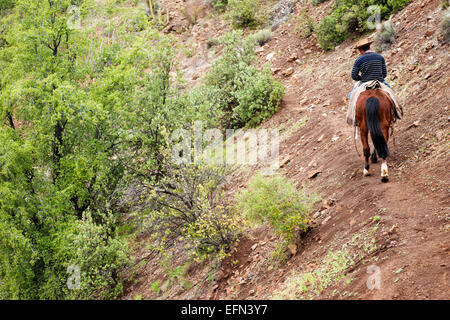 Cowboy chiliens (arriero) vêtu d'une chemise rayée et hat chevauche son cheval de couleur rouge sur un chemin raide dans les montagnes andines Banque D'Images