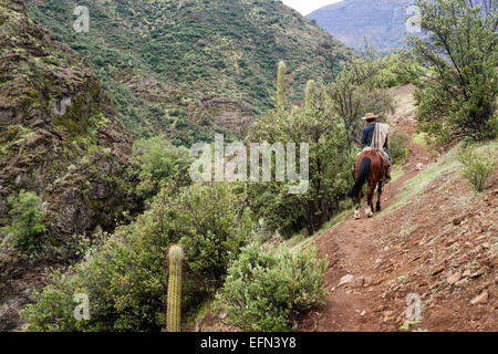 Cowboy chiliens (arriero) vêtu d'une chemise rayée et hat chevauche son cheval de couleur rouge sur un chemin raide dans les montagnes andines Banque D'Images