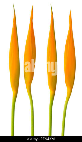 Alan Carle, Heliconia flower isolated on white background et clipping path Banque D'Images