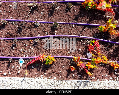 Jardinage écologique. L'irrigation goutte-à-goutte dans un lit de fleurs couvert de tuf. Le tuf diminue l'évaporation de l'eau et l'irrigation goutte-à-goutte Banque D'Images