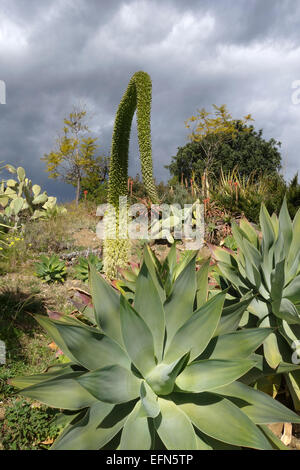 Agave attenuata, queue du lion, usine, le cou de cygne, de la sétaire verte, la floraison, l'Espagne. Banque D'Images