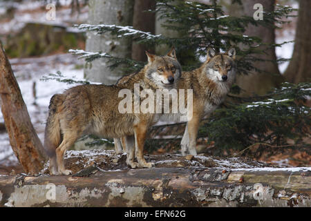 European Wolf, Canis lupus, Europe Banque D'Images