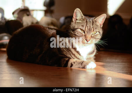 Chat tigré pose en flaque soleil sur parquet dans la chambre Banque D'Images