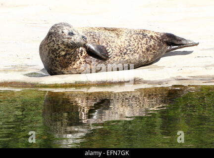 European Common seal (Phoca vitulina) farniente sur la plage au soleil Banque D'Images