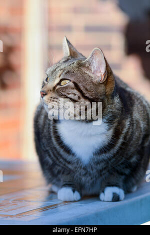 Chat tigré assis sur table de jardin au soleil dans le soleil l'après-midi Banque D'Images