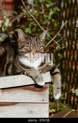 Chat tigré portant sur le toit en appentis basking in sunshine Banque D'Images