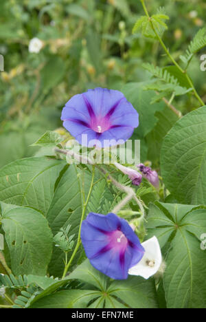 Convolvulus bleu sur l'île de Fogo, Cap-Vert Banque D'Images