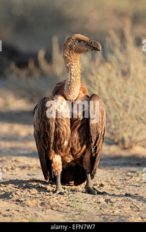 Un vautour africain (Gyps africanus) assis sur le sol, l'Afrique du Sud Banque D'Images