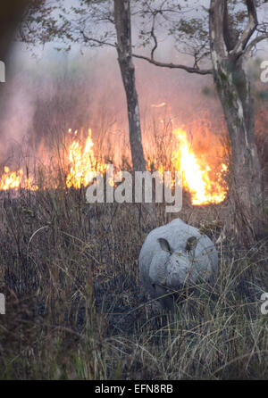 Kaziranga, Assam, Inde. Feb 8, 2015. Un Indien un rhinocéros unicornes brouter pendant la saison de brûlage annuel dans le parc national de Kaziranga dans le nord-est de l'état de l'Assam, le 8 février 2015. Les herbes brûlées des zones terrestres fournir suffisamment de nourriture pour les herbivores brouteurs principalement en fonction d'herbes courtes dans les zones ouvertes et près des plans d'eau. Credit : Luit Chaliha/ZUMA/ZUMAPRESS.com/Alamy fil Live News Banque D'Images