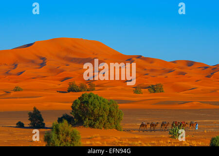 Merzouga, Erg Chebbi, randonnée Chamelière, Merzouga dunes de sable, désert du Sahara, Maroc, Maghreb, Afrique du Nord. Banque D'Images