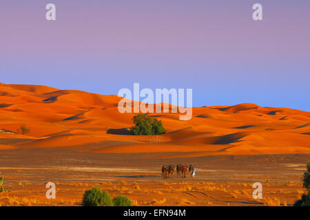 Merzouga, Erg Chebbi, randonnée Chamelière, Merzouga dunes de sable, désert du Sahara, Maroc, Maghreb, Afrique du Nord. Banque D'Images