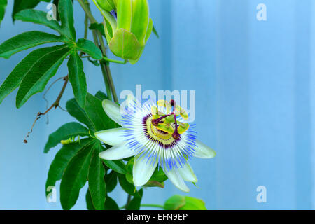 Passiflora caerulea (bleu fleur de la passion), l'Abkhazie (Géorgie) Banque D'Images