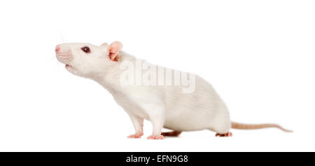 Rat (8 mois) in front of white background Banque D'Images