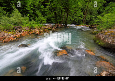 Rivière de montagnes du Caucase, près du lac Ritsa, Abkhazie, Géorgie Banque D'Images