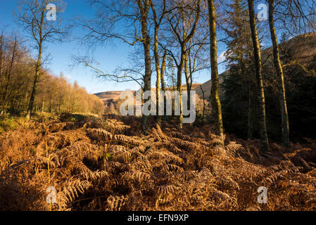 La couleur en automne dans les immensités de la partie supérieure de la Derwent Valley dans le Peak District, Derbyshire. Banque D'Images