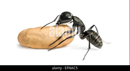 Fourmi, Camponotus vagus, transportant un ovule in front of white background Banque D'Images