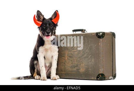 Border Collie assis près d'une valise portant un serre-tête à cornes sur un fond blanc. Banque D'Images