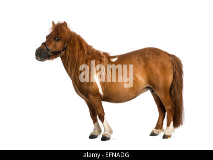 Poney Shetland, 9 ans, Equus ferus caballus, against white background Banque D'Images