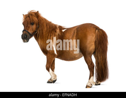 Poney Shetland, 9 ans, Equus ferus caballus, against white background Banque D'Images