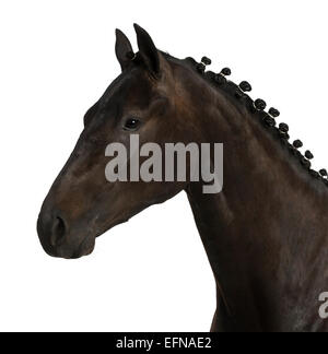Cheval de Sport Belge (sBs) 25 ans, Equus ferus caballus, against white background Banque D'Images