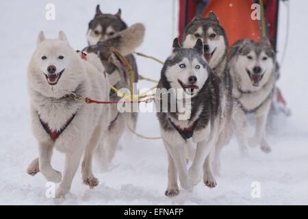 Thomas Müntzer, Allemagne. Le 08 février, 2015. Un chien de traîneau équipe commence la première étape de la "Trans" Thueringia Sled Dog Race à Neustadt Am Rennsteig, Allemagne, 08 février 2015. 500 chiens de traîneau et leurs chiens monter à 289km de long cours, divisé en 7 étapes, à la plus longue course de chiens de traîneaux à chiens de race pure en Europe centrale. Photo : SEBASTIAN KAHNERT/dpa dpa : Crédit photo alliance/Alamy Live News Banque D'Images