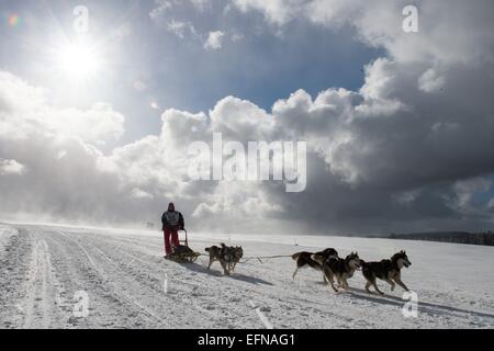 Thomas Müntzer, Allemagne. Le 08 février, 2015. Susanne Koett de chiens de traîneau de l'équipe commence la première étape de la "Trans" Thueringia Sled Dog Race à Neustadt Am Rennsteig, Allemagne, 08 février 2015. 500 chiens de traîneau et leurs chiens monter à 289km de long cours, divisé en 7 étapes, à la plus longue course de chiens de traîneaux à chiens de race pure en Europe centrale. Photo : SEBASTIAN KAHNERT/dpa dpa : Crédit photo alliance/Alamy Live News Banque D'Images