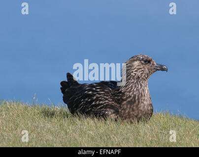 Grand labbe assis sur l'herbe l'islande Banque D'Images