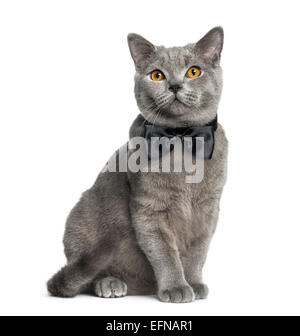 British Shorthair assis (6 mois) contre fond blanc Banque D'Images