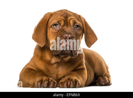 Dogue de Bordeaux puppy against white background Banque D'Images