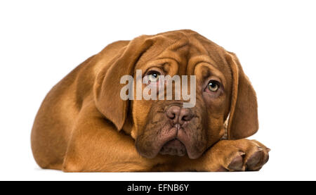 Dogue de Bordeaux puppy against white background Banque D'Images