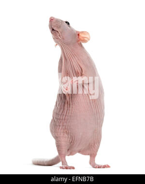 Rat sans poils, Rattus norvegicus, against white background Banque D'Images