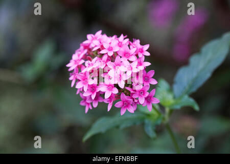 Pentas lanceolata. La floriculture starcluster égyptien dans un environnement protégé. Banque D'Images