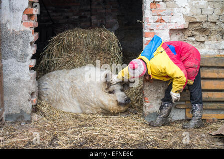 Agriculteur avec Mangalitsa cochon, porc domestique, Hongrie Banque D'Images