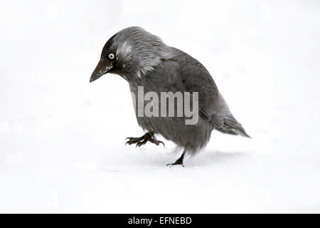 Western Jackdaw piétinant la neige Banque D'Images