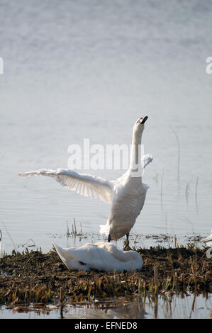Cygne muet ailes d'étirement Banque D'Images