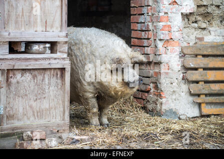 Mangalitsa cochon, porc domestique, Hongrie Banque D'Images