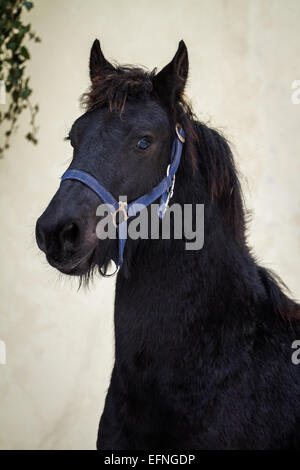 Beauté Portrait - poulain Cheval frison étalon Banque D'Images