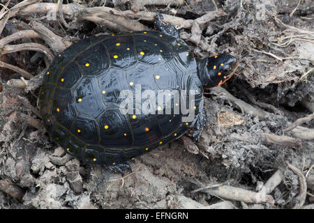 L'Amérique du Nord (la tortue ponctuée Clemmys guttata). Banque D'Images